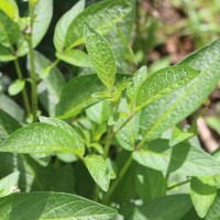 Solanum muricatum Aiton